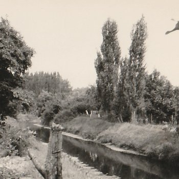 Krivaj