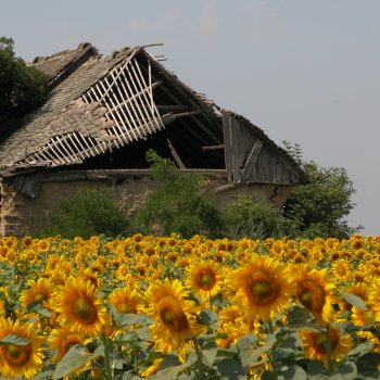 Dombos Festival