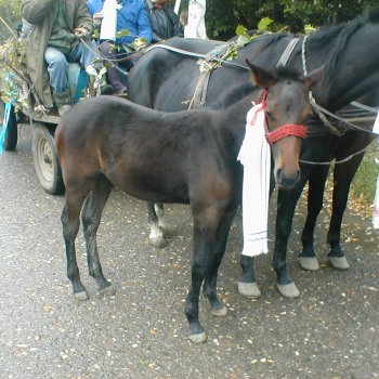 Farsangi felvonulás