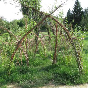Fűzfakupola