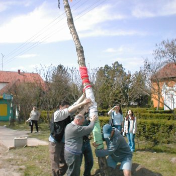Május fa állítás
