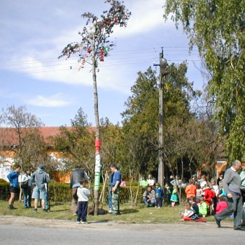 Május fa állítás