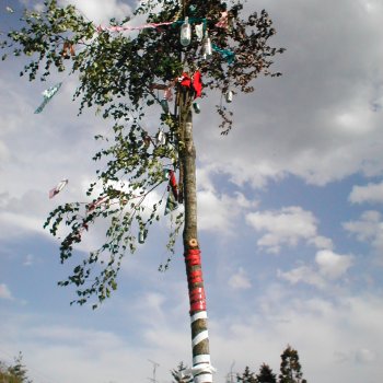 Május fa állítás