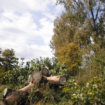 Vásártér